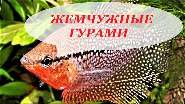 Аквариумная рыбка гурами жемчужный. содержание жемчужных гурами, размножение, уход, совместимость Аквариумная рыбка гурами жемчужный. содержание жемчужных гурами, размножение, уход, совместимость