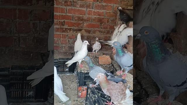 #pigeon #birds #minivlog #kabootar #petvlogger #petlover #kabutar #shorts #kabutarbazi #pets #pigeon #birds #minivlog #kabootar #petvlogger #petlover #kabutar #shorts #kabutarbazi #pets