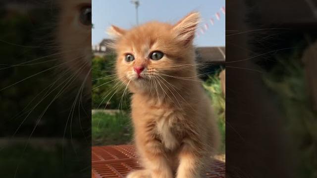 Suara kucing Suara kucing