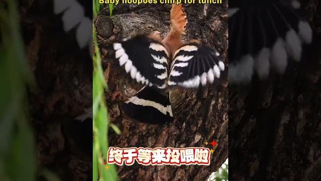 Baby hoopoes chirp for lunch Baby hoopoes chirp for lunch