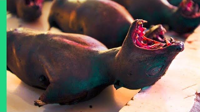 Asia's scariest meat market! dog, cat, rat, bat and more at tomohon market in north sulawesi Asia's scariest meat market! dog, cat, rat, bat and more at tomohon market in north sulawesi