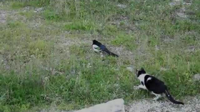 Cat vs magpie bird Cat vs magpie bird