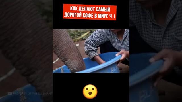 Как делают самый дорогой кофе в мире? Как делают самый дорогой кофе в мире?