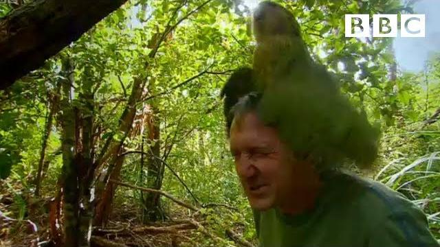Shagged by a rare parrot | last chance to see - bbc Shagged by a rare parrot | last chance to see - bbc