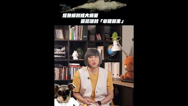 鱷魚威利成大明星 受認證的「心理醫生」 【today 看世界】#shorts 鱷魚威利成大明星 受認證的「心理醫生」 【today 看世界】#shorts