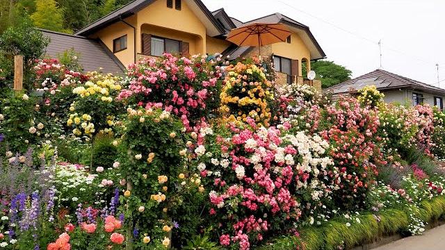 【private residence】two types of private gardens 2023 by master gardener. 2023年の川田優和庭と権田眞理子庭 #rose 【private residence】two types of private gardens 2023 by master gardener. 2023年の川田優和庭と権田眞理子庭 #rose