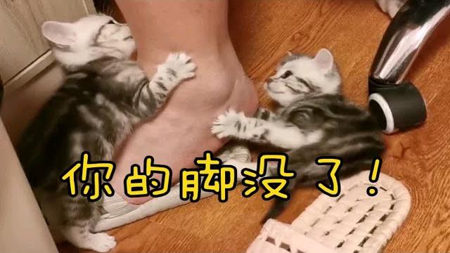 被小奶猫围攻了!又啃又挠脚丫不保,脚后跟终结者太可怕啦!被小奶 被小奶猫围攻了!又啃又挠脚丫不保,脚后跟终结者太可怕啦!被小奶