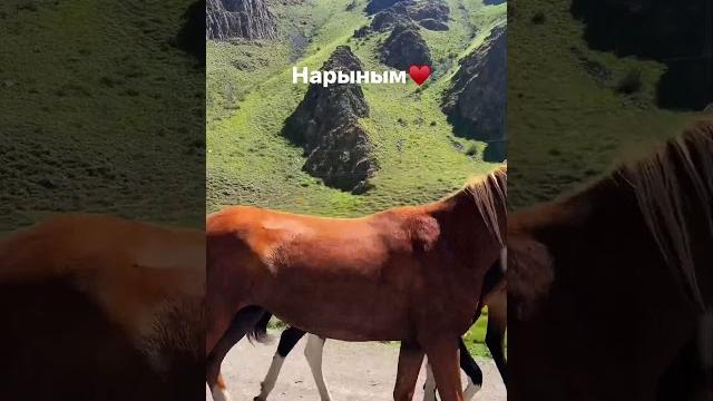 Нарын #кыргызстан #нарын #саякат #мекендештер Нарын #кыргызстан #нарын #саякат #мекендештер