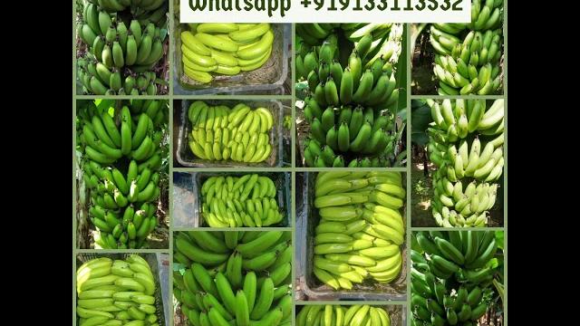 Export quality banana ready Export quality banana ready