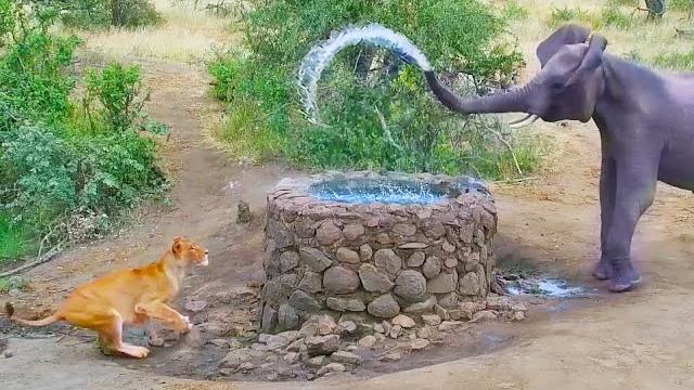 Elephant sprays water at lion Elephant sprays water at lion