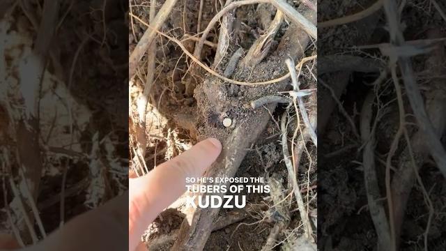 Treating kudzu with herbicide capsules! #invasiveplants #conservation #kudzu #ecosystemrestoration Treating kudzu with herbicide capsules! #invasiveplants #conservation #kudzu #ecosystemrestoration