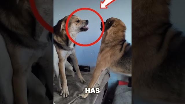 Rocky's arrogant behaviour explained! #dogbehavior Rocky's arrogant behaviour explained! #dogbehavior