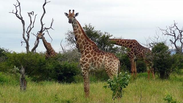 South africa giraffes, kruger national park (hd-video) South africa giraffes, kruger national park (hd-video)