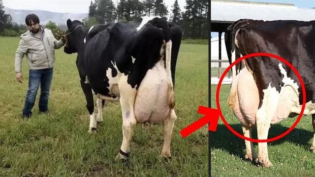 9 highest milk producing cow breeds for your dairy farm | best cow breeds for milk around the world 9 highest milk producing cow breeds for your dairy farm | best cow breeds for milk around the world