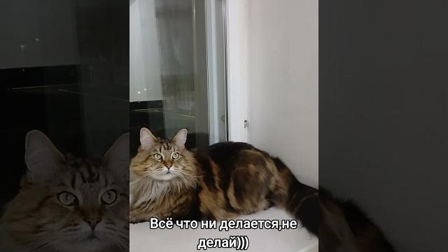 #cat #барси #cat #барси
