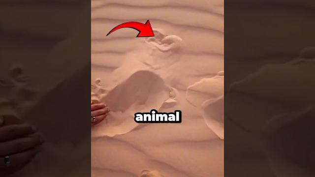 He caught a desert sandfish in the wild (: youcef.tp1) He caught a desert sandfish in the wild (: youcef.tp1)