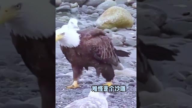 白头雕:你骂谁呢! 白头雕:你骂谁呢!
