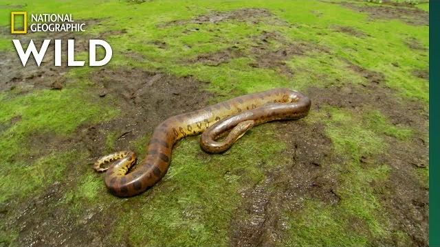 The anaconda is a heavyweight of snakes | nat geo wild The anaconda is a heavyweight of snakes | nat geo wild