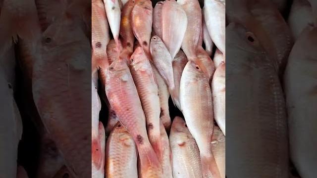 Mustafa sea food madurai Mustafa sea food madurai