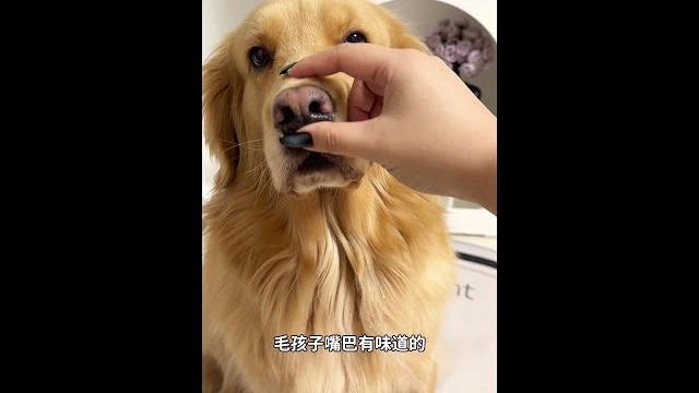 那些看起来像智商税(一种针对智商的税,意味着不必要或过高的费用)的宠物产品其实非常实用,清洁牙齿的水既可以给猫用也可以给狗用。#小鸡毛#新养狗#科学宠物护理攻略#宠物清洁水#清洁水 那些看起来像智商税(一种针对智商的税,意味着不必要或过高的费用)的宠物产品其实非常实用,清洁牙齿的水既可以给猫用也可以给狗用。#小鸡毛#新养狗#科学宠物护理攻略#宠物清洁水#清洁水