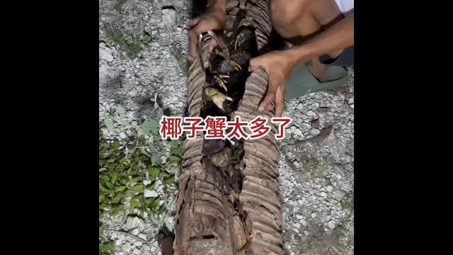 男子暴力將乾巴的椰子樹幹掰開,裡面竟然密密麻麻藏滿了螃蟹 #戶外 男子暴力將乾巴的椰子樹幹掰開,裡面竟然密密麻麻藏滿了螃蟹 #戶外