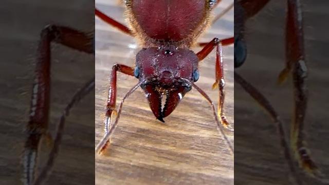 My queen ant died My queen ant died