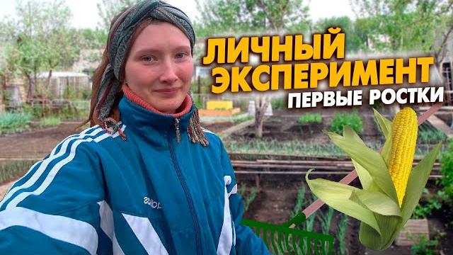 31 ч. попасть в краснодарский край стало сложнее. новые посадки в огороде - и это только начало! 31 ч. попасть в краснодарский край стало сложнее. новые посадки в огороде - и это только начало!