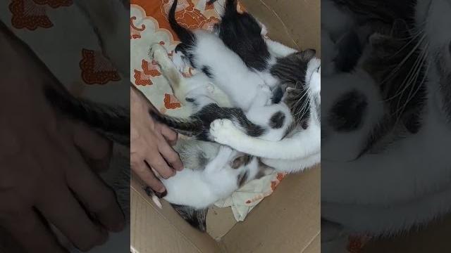 Gak sempit lagi️ #komedi #kucing #anabul #kucingtiktok #trending #kucingviral #catlovers #viral Gak sempit lagi️ #komedi #kucing #anabul #kucingtiktok #trending #kucingviral #catlovers #viral