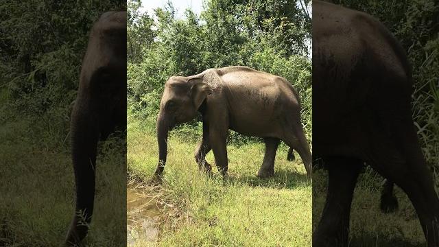 #elephant #elephantsafari #travel #jeepsafari #wildanimals #jungle #explore #srilanka #yala ️ #elephant #elephantsafari #travel #jeepsafari #wildanimals #jungle #explore #srilanka #yala ️