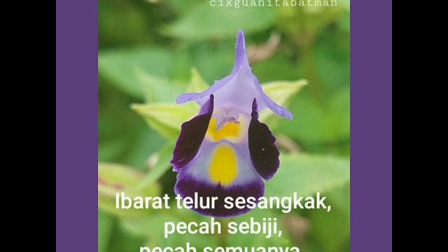 Myflower + peribahasa melayu Myflower + peribahasa melayu