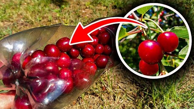 Как собрать вишни черешни на высоте. приспособление для сбора ягод из бутылки. dorabotka Как собрать вишни черешни на высоте. приспособление для сбора ягод из бутылки. dorabotka
