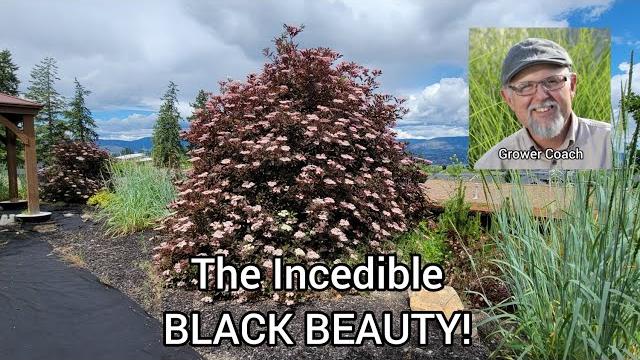 Black beauty elderberry plant profile Black beauty elderberry plant profile