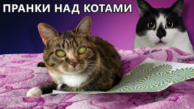 Смешные розыгрыши для котов! кот малыш и кошка мурка и новые приколы ! 4 способа пранкануть кошку Смешные розыгрыши для котов! кот малыш и кошка мурка и новые приколы ! 4 способа пранкануть кошку