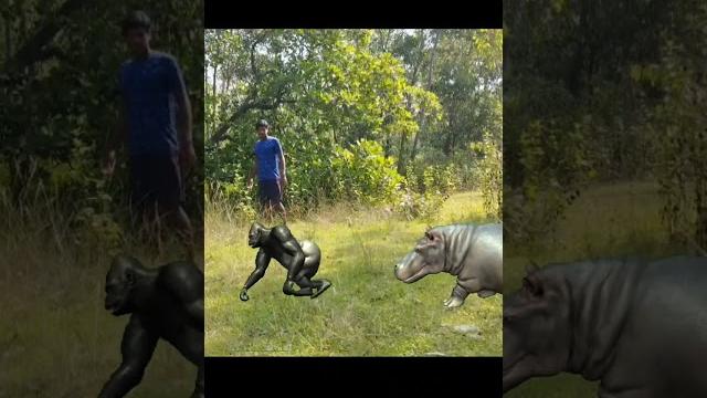 Gorilla hippo and man #shorts Gorilla hippo and man #shorts