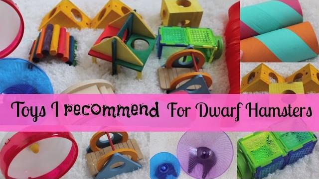 Toys i recommend for dwarf hamsters Toys i recommend for dwarf hamsters