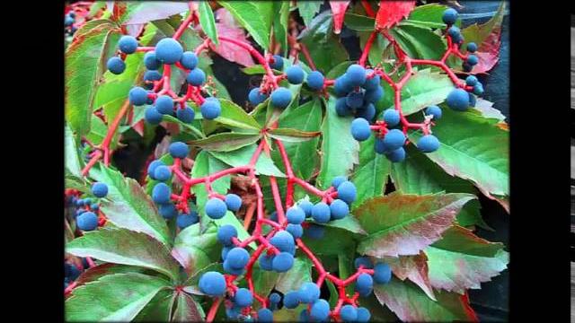 Лианы многолетние для сада фото названия Лианы многолетние для сада фото названия