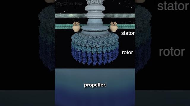 Flagellar motor of bacteria #shorts Flagellar motor of bacteria #shorts