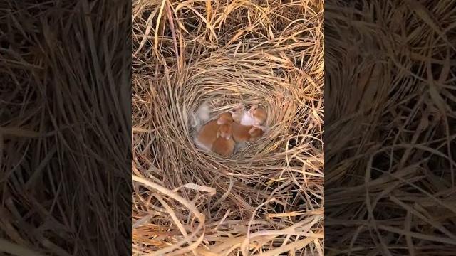 Discover a nest of cute little rabbits, cute pet debut plan, rabbit, pastoral cute pet Discover a nest of cute little rabbits, cute pet debut plan, rabbit, pastoral cute pet