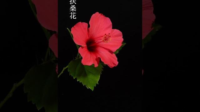 中国红扶桑花好看的花一定和你分享,chinese red hibiscus, a beautiful flower, must be shared with you# #blossoms 中国红扶桑花好看的花一定和你分享,chinese red hibiscus, a beautiful flower, must be shared with you# #blossoms