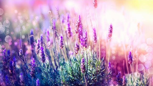 Beautiful relaxing music for stress relief ~ calming music ~ meditation, relaxation, sleep, spa Beautiful relaxing music for stress relief ~ calming music ~ meditation, relaxation, sleep, spa