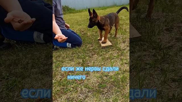 Как научить собаку оставаться там где нам нужно Как научить собаку оставаться там где нам нужно