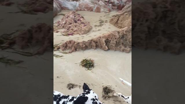 First beach trip 2 (butt nip) First beach trip 2 (butt nip)