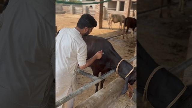 Im injection in cattle #viral #shorts #youtubeshorts Im injection in cattle #viral #shorts #youtubeshorts