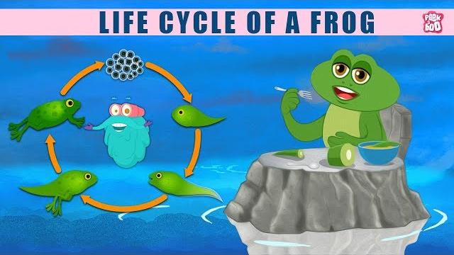 Life cycle of a frog! - the dr. binocs show | best learning videos for kids | peekaboo kidz Life cycle of a frog! - the dr. binocs show | best learning videos for kids | peekaboo kidz