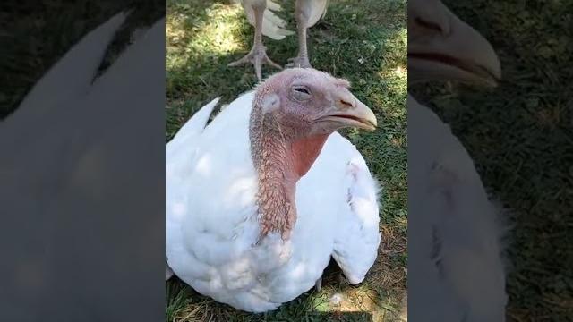 Turkey porno #howturkeysmate #mate #matingturkeys #barnyardaction #twoturkeys #rockbackandforth Turkey porno #howturkeysmate #mate #matingturkeys #barnyardaction #twoturkeys #rockbackandforth