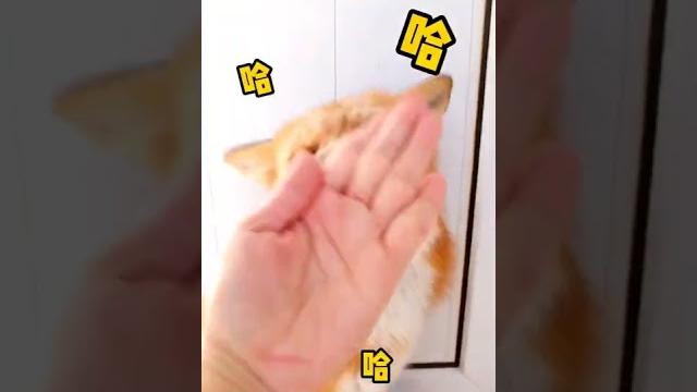 狐狸和狗狗到底哪个反应更快?看给地雷委屈的! 狐狸和狗狗到底哪个反应更快?看给地雷委屈的!