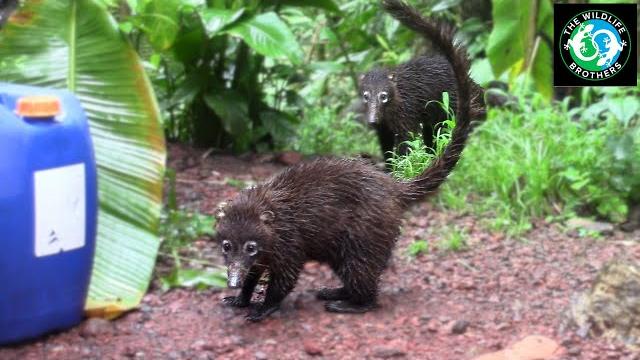 Tracking down elusive costa rican mammals! Tracking down elusive costa rican mammals!