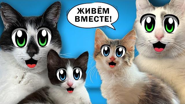 Смешные котики юги и яни! кошка мурка и кот малыш приняли котят в семью а ну-ка давай-ка! Смешные котики юги и яни! кошка мурка и кот малыш приняли котят в семью а ну-ка давай-ка!