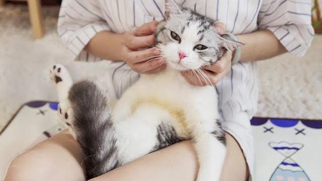 给猫咪做按摩,只需一招让它爽翻天,每天粘着你不放|花花与三猫 cat live 给猫咪做按摩,只需一招让它爽翻天,每天粘着你不放|花花与三猫 cat live