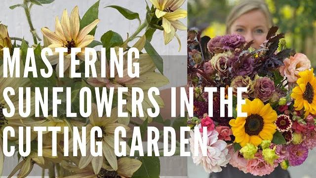 Growing sunflowers with a flower farmer! Growing sunflowers with a flower farmer!